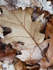 Top view of yellow leaf with water drops. Autumn leaves close up vertical photo. Seasonal background 