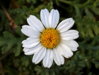 Fototapeta premium Une marguerite