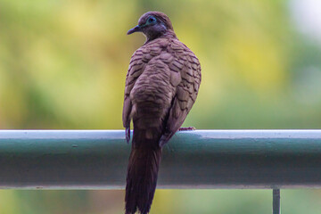 Zebra dove bird from South East of Asia resting on a pole