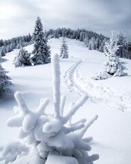 Snowy trees in Gorce Mountains, Poland