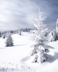 Snowy trees in Gorce Mountains, Poland