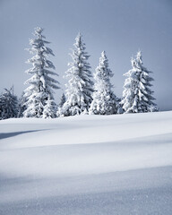 Fototapeta na wymiar Snowy trees in Gorce Mountains, Poland