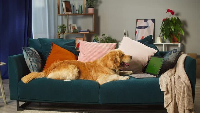Golden retriever lying on sofa and looking at laptop with chroma green screen in living room. Happy dog waiting for food delivery. Puppy breathing with tongue out, domestic animal at home. Pet store.
