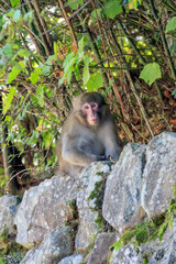 小豆島の野生のサル　香川県　Wild monkeys on Shodoshima. Kagawa-ken