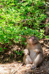 小豆島の野生のサル　香川県　Wild monkeys on Shodoshima. Kagawa-ken