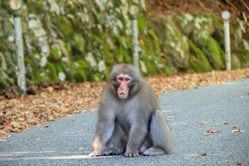 小豆島の野生のサル　香川県　Wild monkeys on Shodoshima. Kagawa-ken