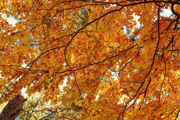 Looking up orange yellow coloured autumn leaves on a beech tree