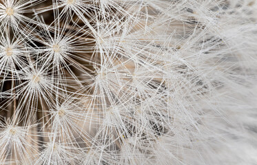 White dandelion - Taraxacum species - head seeds, white pappus fiber with barbs and tiny water drops detail on black background. Microscope detail, image width 23mm