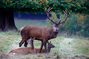 Naklejka na ściany i meble Red deer at the annual autumn rut