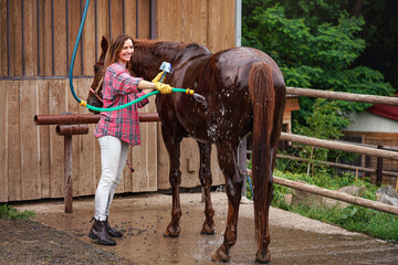 Young woman in shirt washing brown horse after ride, water flowing from hose near stables