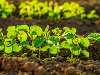 Green soybean plants at agricultural farm field