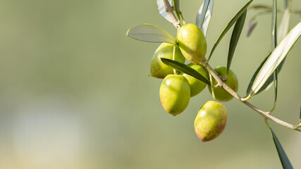 Olive Leaves and Olive Fruits, Shodoshima Island in Kagawa Prefecture in Japan, Nobody, Food Industry Background