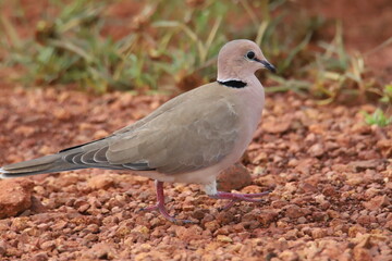 pigeon on the ground