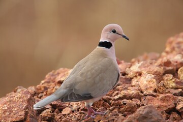 close up of a dove