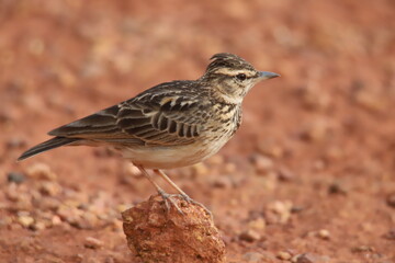 Lark on the ground