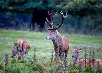 Red deer at the annual autumn rut