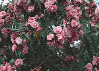 Vintage picture of pink roses, Vintage rose flower