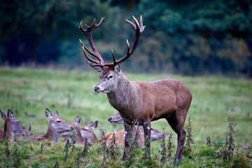 Red deer at the annual autumn rut