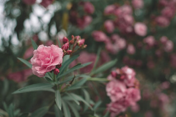 Naklejka na ściany i meble Vintage picture of pink roses, Vintage rose flower