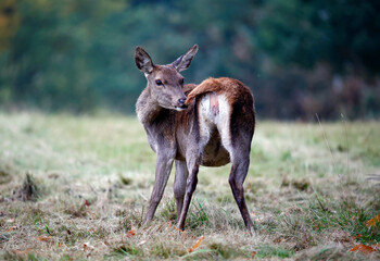 Red deer at the annual autumn rut