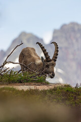 bouquetin Alpes