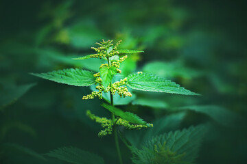 Healthful medicinal nettle plants grow on a summer day among the grass in a meadow. Medicinal wild...