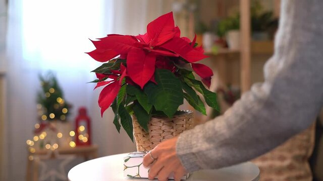 Beautiful poinsettia in wicker pot and woman hands preparing gifts on blurred holiday decoration background. Traditional Christmas star flower