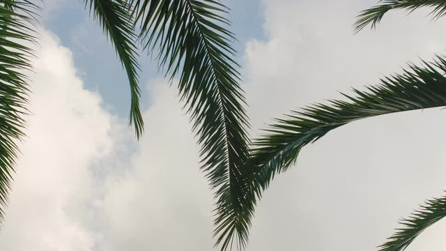 Looking up palm tree leaves moving in slow wind with sky and clouds background, timelapse video