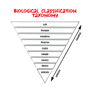 "Biological Classification" Images – Browse 12,102 Stock Photos ...