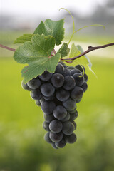 포도나무 가지에 매달린 싱싱한 포도송이
