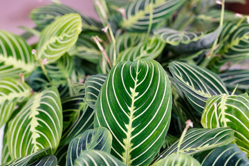 Maranta lemon lime. Close up on the leaves of this plant. The leaves are green with lighter stripes. The Maranta plants are native to Brazil but they are famous houseplant worldwide. - obrazy, fototapety, plakaty