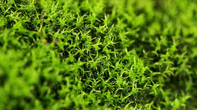 Outdoor macro of wet moss. Green moss in the sunlight.