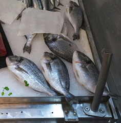 fish at market in la spezia