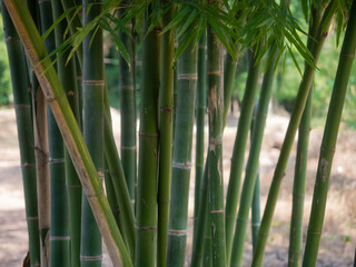 bamboo tree in tropical rainforest.