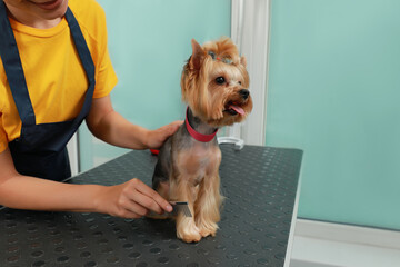 Professional groomer working with cute dog in pet beauty salon. Space for text