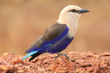 lilac breasted roller on the ground