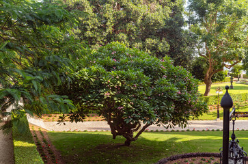 The majestic  beauty of the Bahai Garden, located on Mount Carmel in the city of Haifa, in northern Israel