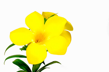 Beautiful yellow spring flower blossom macro