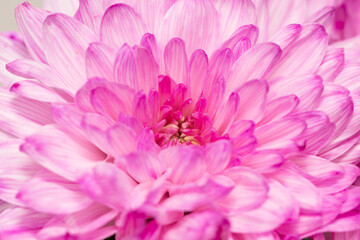 pink chrysanthemum flowers as background