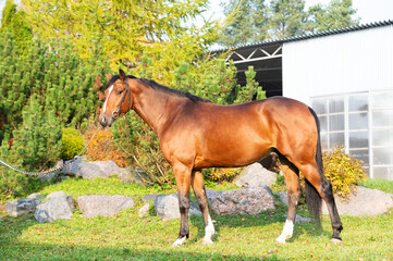 exterior of  bay sportive warmblood horse posing in  stable garden - obrazy, fototapety, plakaty