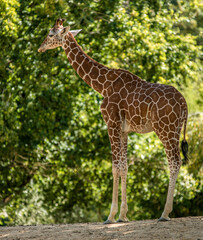Jeune girafe à Saint-Aignan, Loir-et-Cher, France