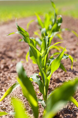 an agricultural field where corn is grown