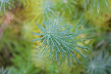 junger Trieb eines Tannengewächses