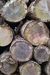 alter Stapel Baumst&auml;mme