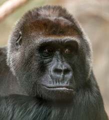 Gorille apprivoisé à Saint-Aignan, Loir-et-Cher, France
