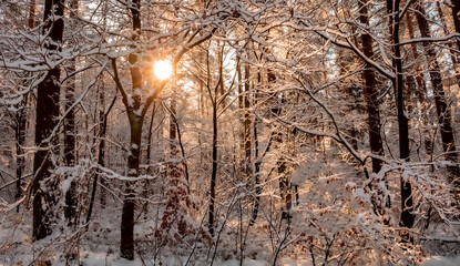 Romantischer Winterzauber- Schnee im Wald in Osterholz-Scharmbeck, Niedersachsen - 469679822