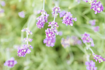 Obraz premium Lavender flowers on a green background