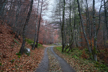 Dirt road through forest, autumn landscape