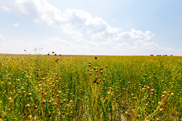 agricultural field with flax plants