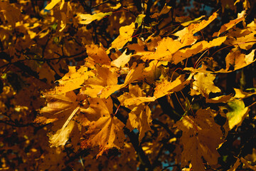 yellow autumn leaves on the tree in a fall day